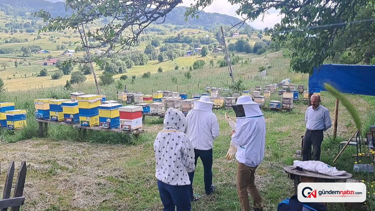 Şavşat balı dünya kalitesinde ancak marka değeri yok