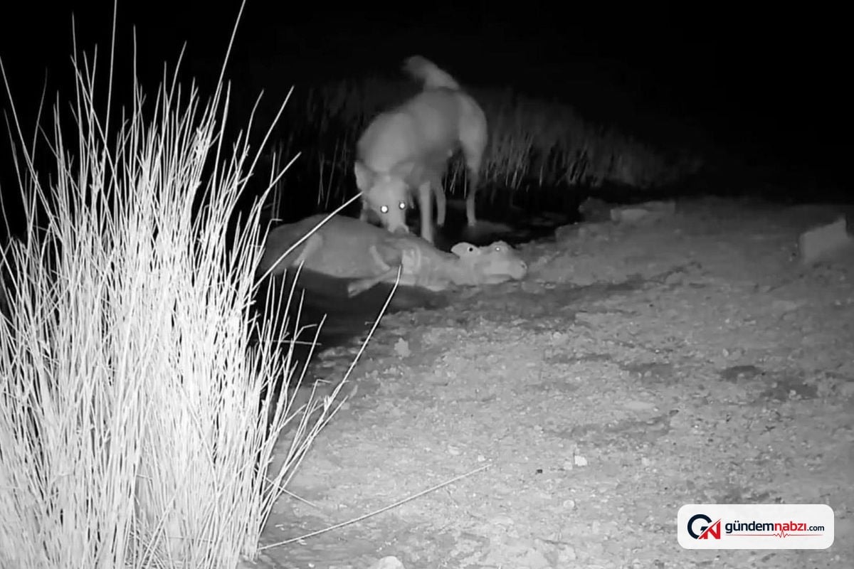 Çoban Köpeğinin koyunu avladığını fotokapanda gördü