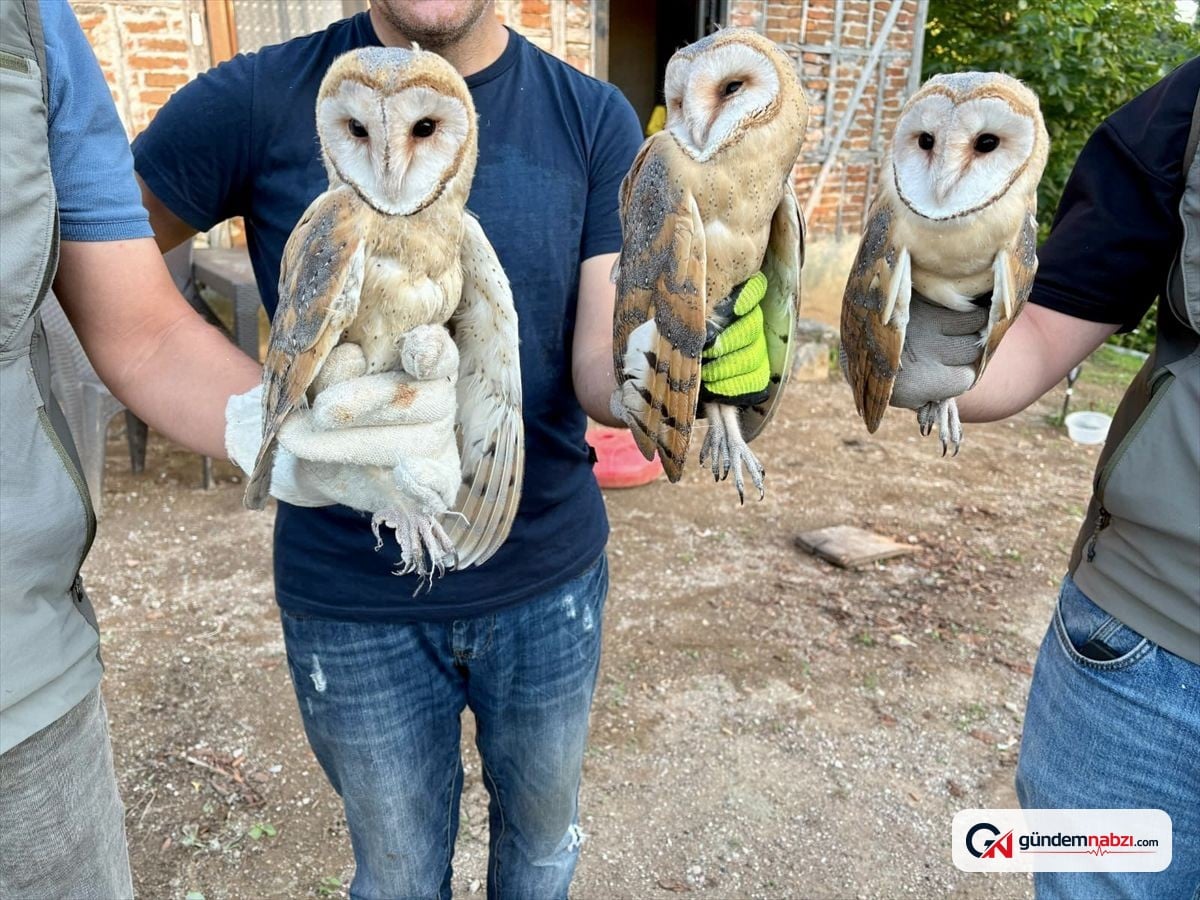 Ordu'da çatıda bulunan peçeli baykuş yavruları doğaya bırakıldı