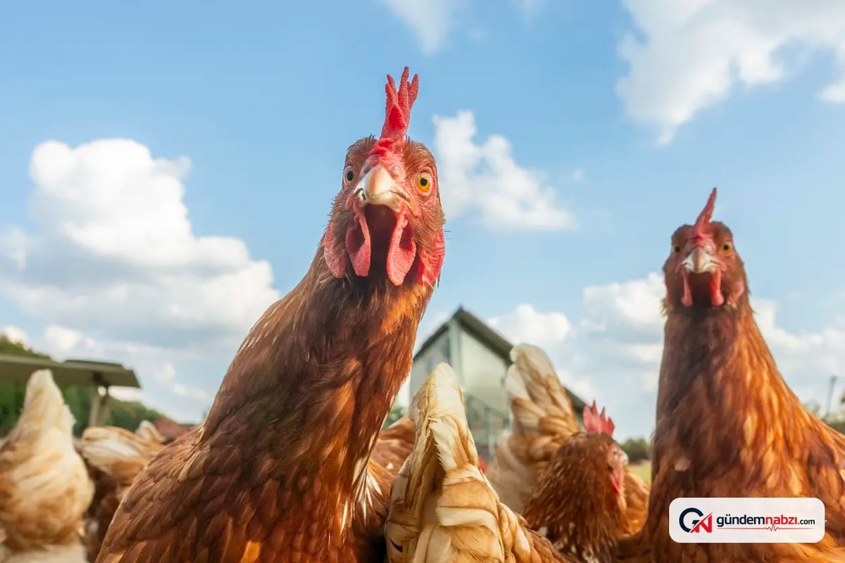 İngiltere'deki araştırmadan organik yumurta için karbon salımı uyarısı