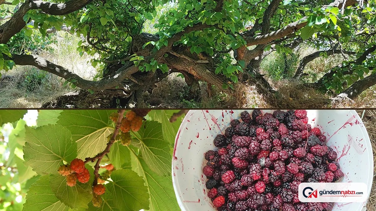 Yozgat'ta 700 yıllık karadut ağaçları korunmayı bekliyor