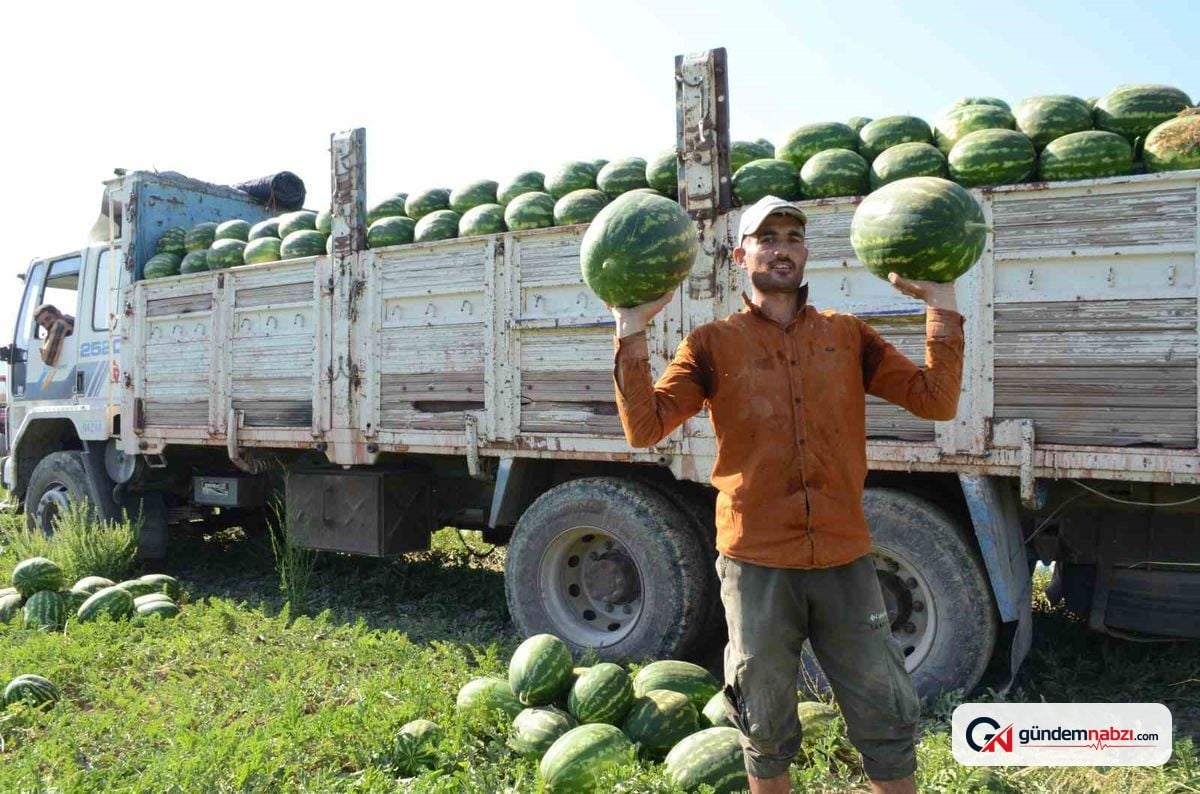 Mevsimlik işçiler Osmaneli'nde karpuz hasadı yapıyor