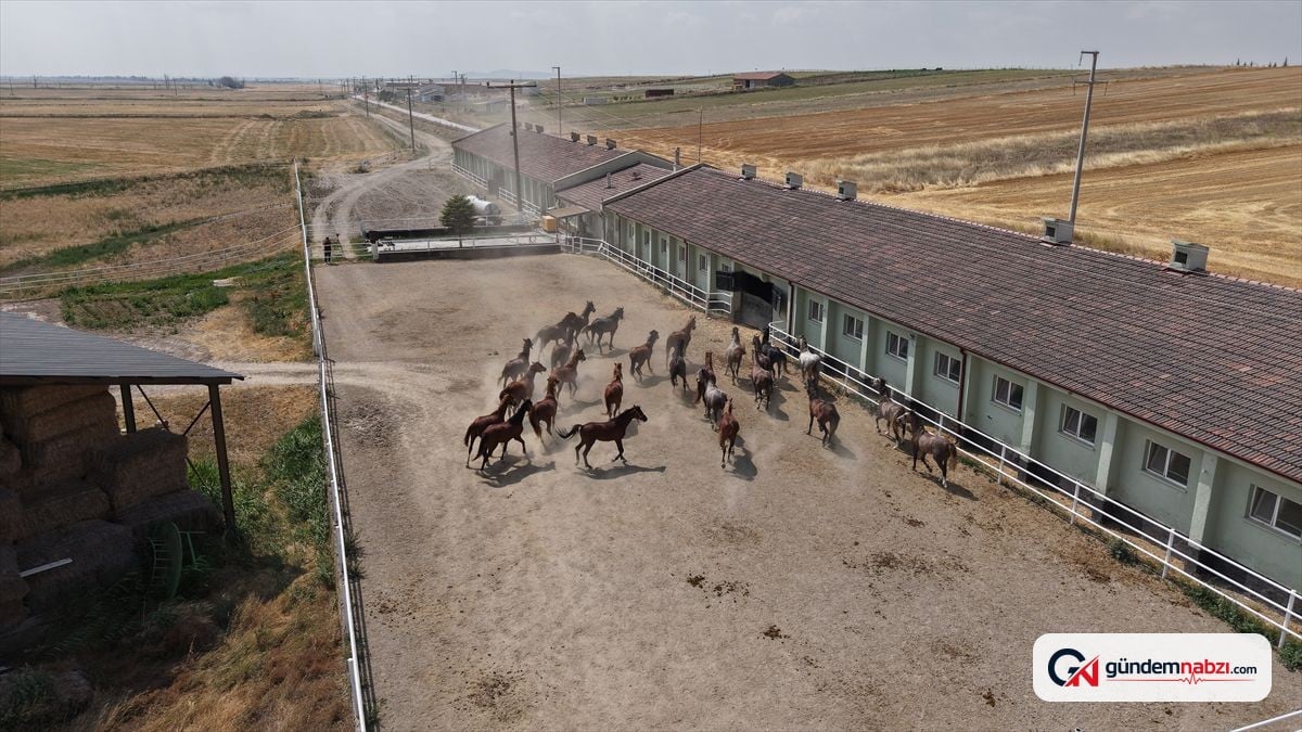 Eskişehir'de yetiştirilen safkan Arap tayları 39,5 milyon lira kazandırdı