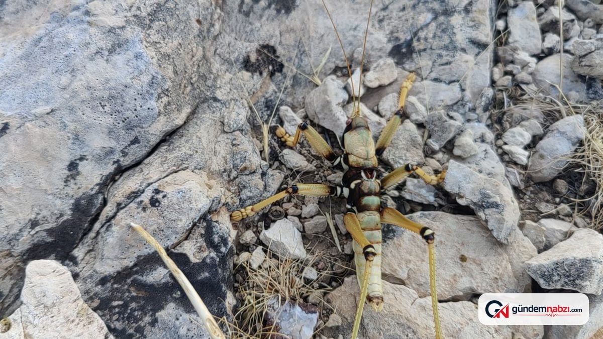 Adıyaman'da 15 santimetrelik dev çekirge görüldü