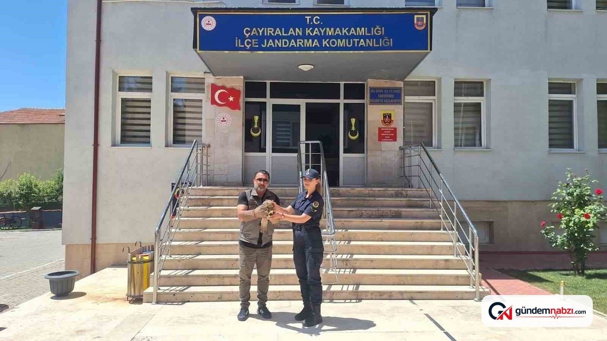 Yozgat'ta yaralı şahin tedavi altına alındı