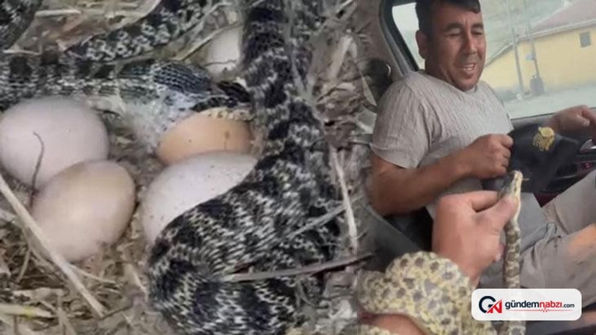Eskişehir'de yılanı yakaladı, çevredekilere korku dolu anlar yaşattı