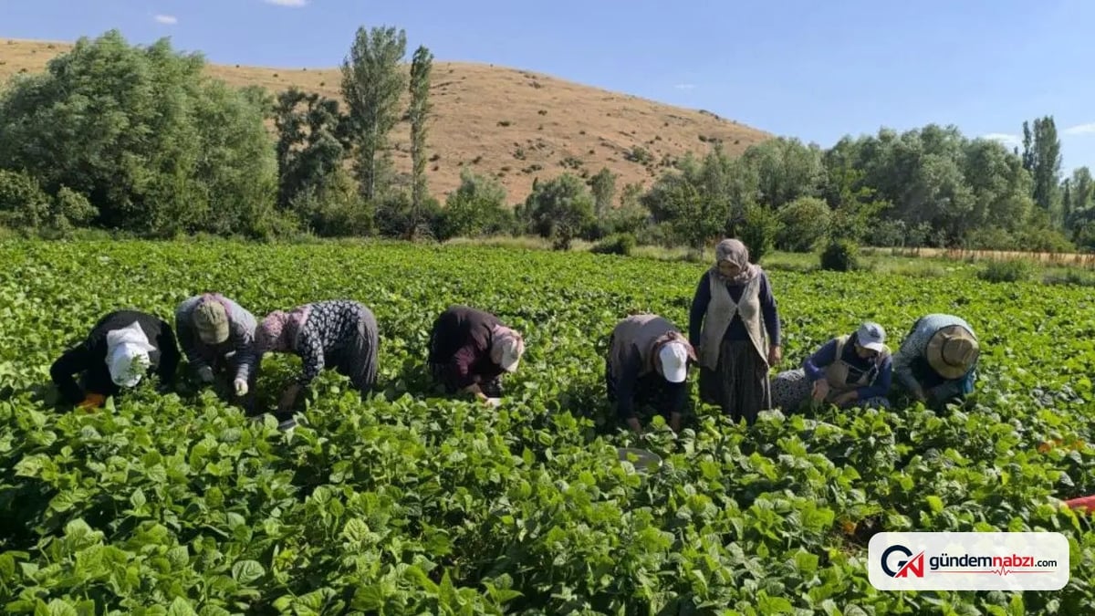 Afyonkarahisar'da taze fasulye hasadı başladı: Fiyatı 50-60 lira