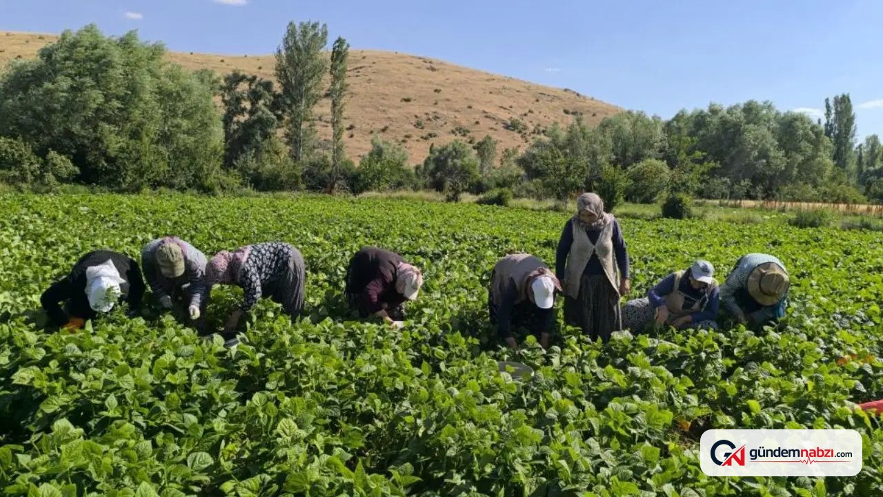 Afyonkarahisar'da taze fasulye hasadı başladı: Fiyatı 50-60 lira