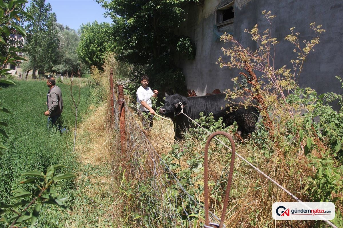 Sivas'ta ahırdan kaçan büyükbaş hayvan 2 saatte yakalandı