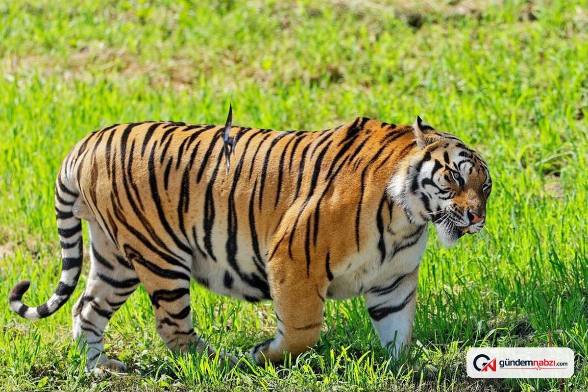Çin'de yabani Sibirya kaplanı ve leopar popülasyonları arttı