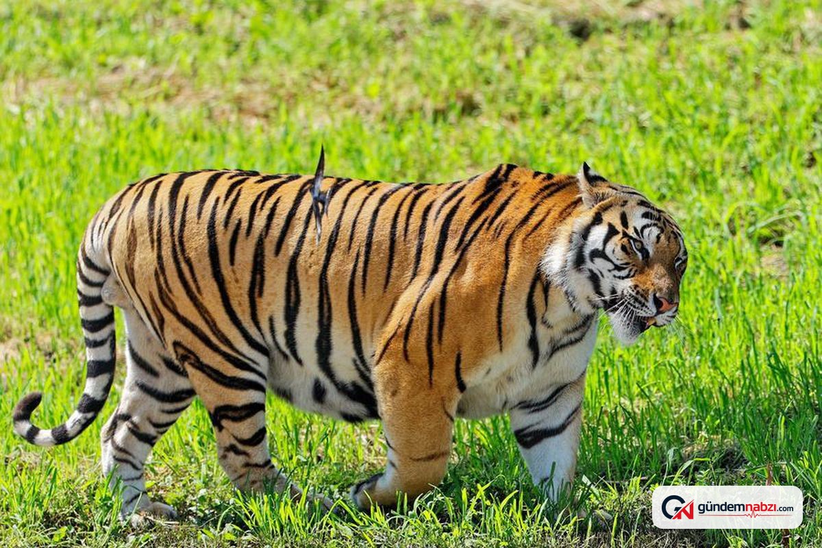 Çin'de yabani Sibirya kaplanı ve leopar popülasyonları arttı