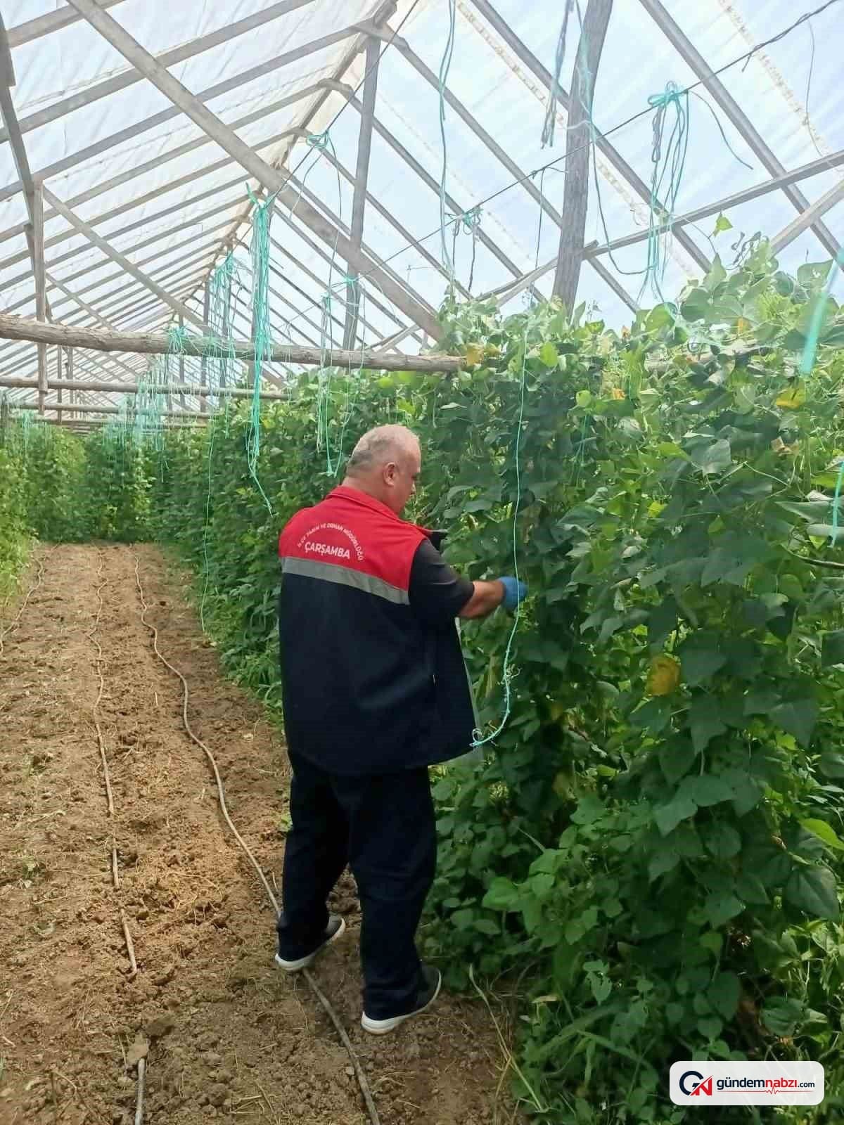 Samsun'da hasat öncesi pestisit denetimleri yapılıyor