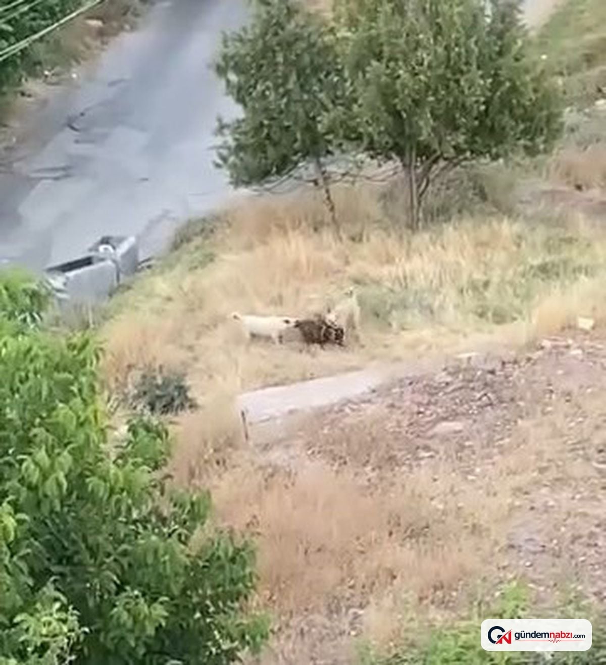Elazığ'da sokak köpekleri 2 keçiyi telef etti