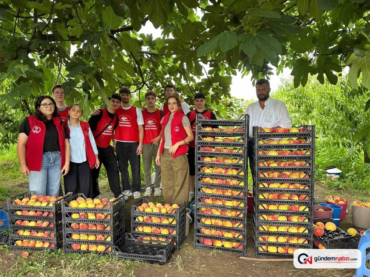 Samsun'da gençlerden gönüllü şeftali hasadı
