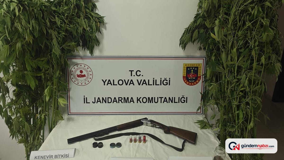 Yalova'da serada kenevir operasyonu: 2 şüpheli gözaltına alındı