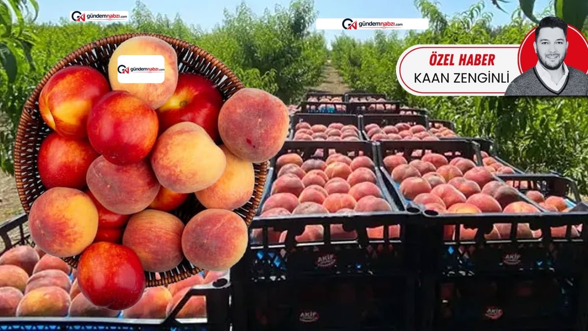 Şeftali Tarlada ucuz markette pahalı: Üretici krizde