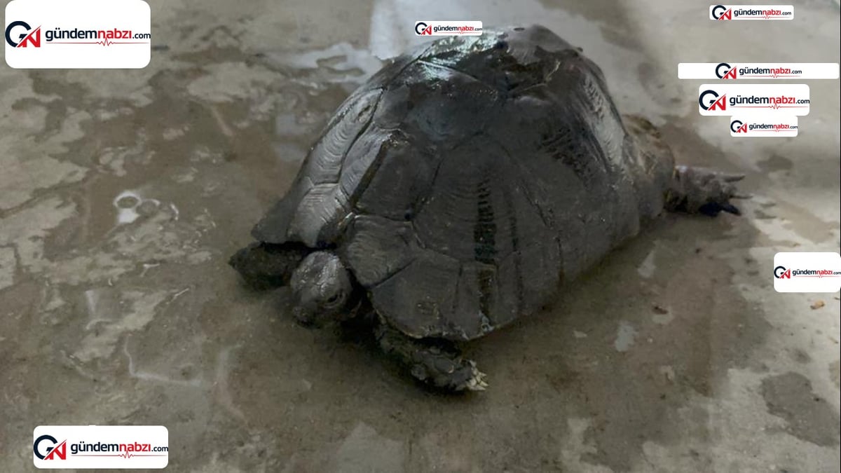 Muğla'da gönüllüler alevlerin arasından yaralı kaplumbağayı kurtardı