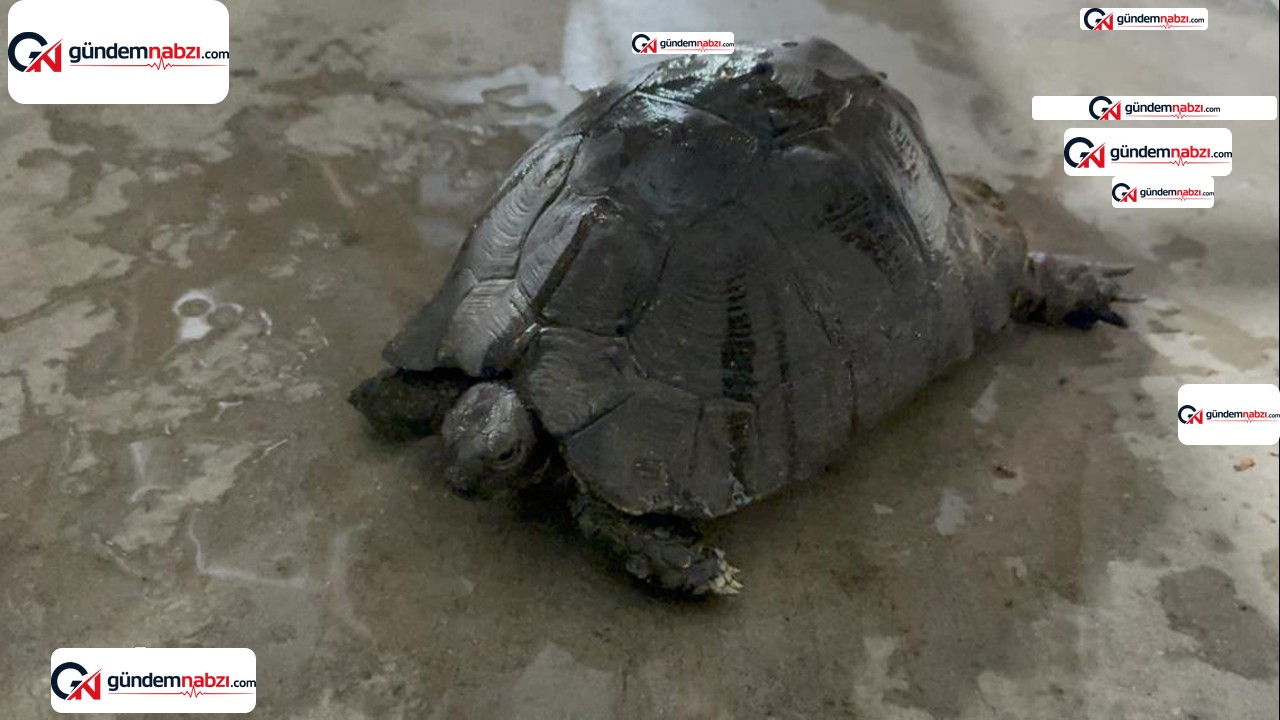 Muğla'da gönüllüler alevlerin arasından yaralı kaplumbağayı kurtardı