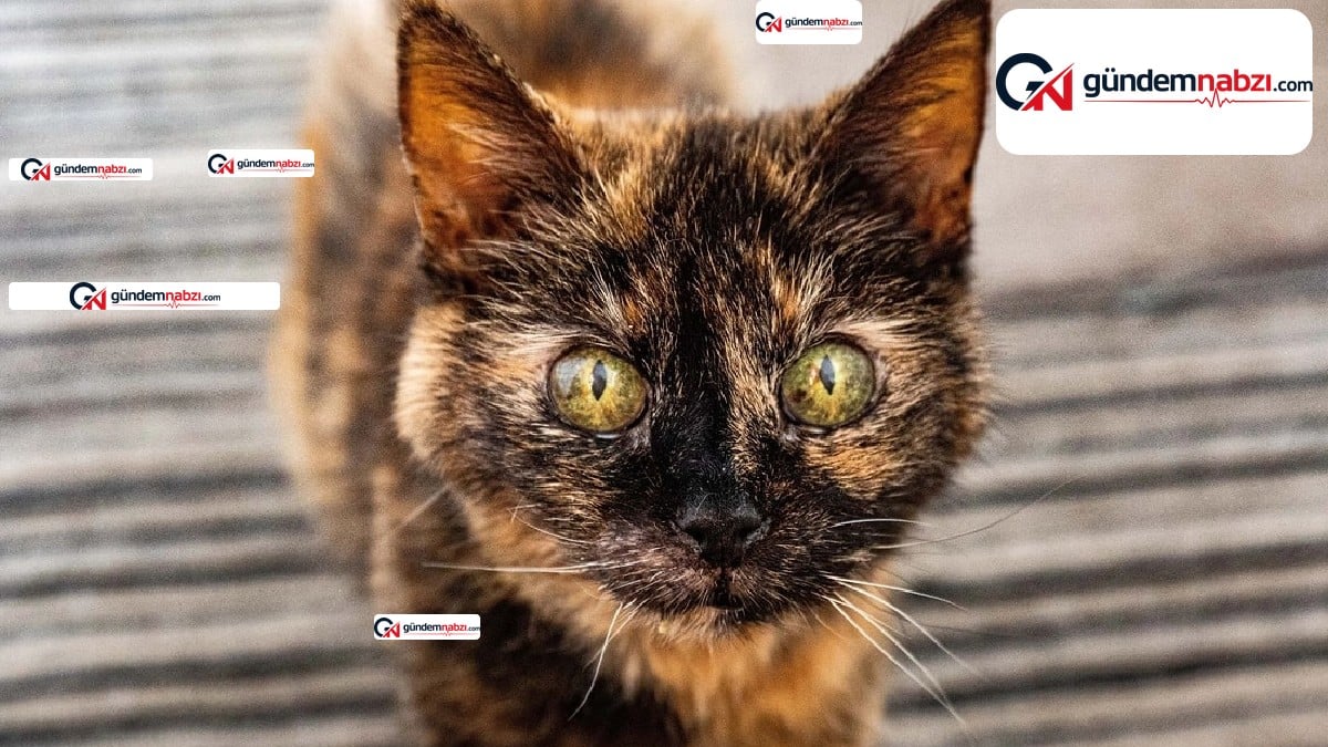 31 yaşındaki kedi Millie sosyal medyada ilgi odağı oldu