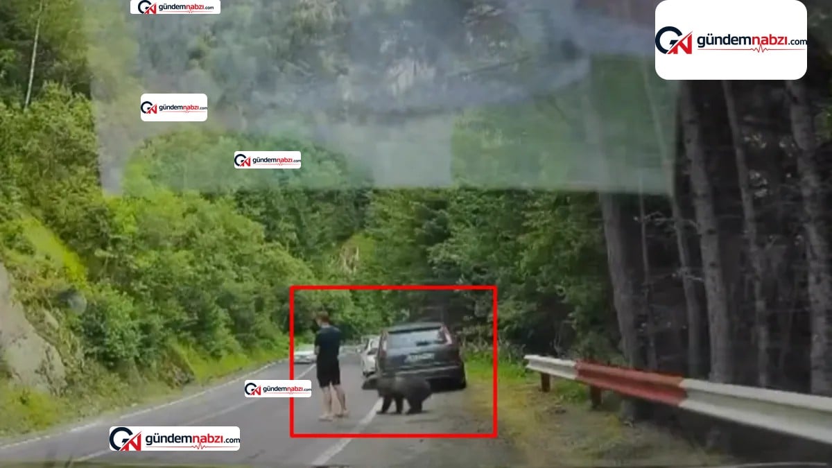 Romanya'da telefona dalan turist ayıyla burun buruna geldi