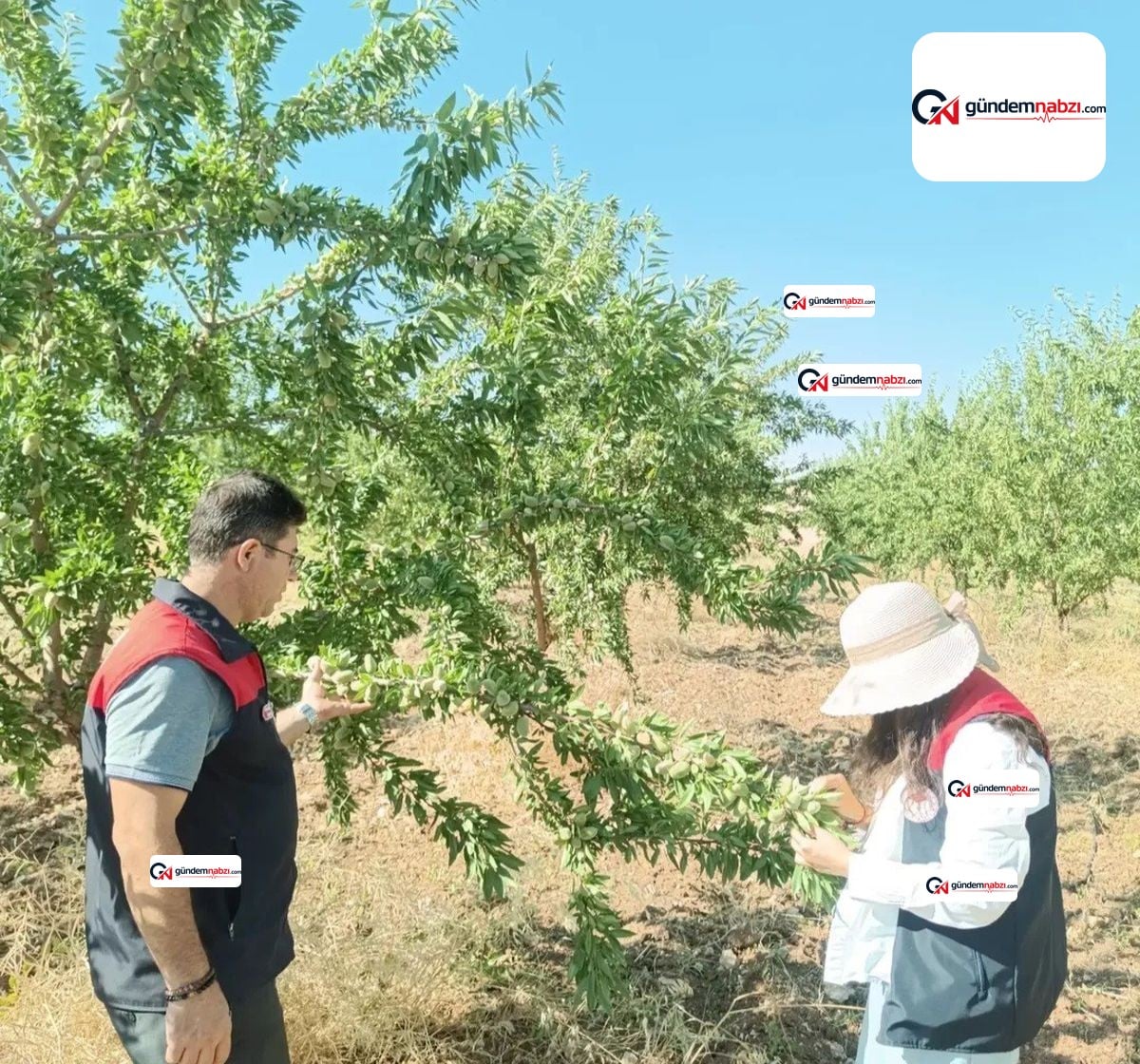 Elazığ'da badem bahçelerinde hastalık kontrolleri yapılıyor