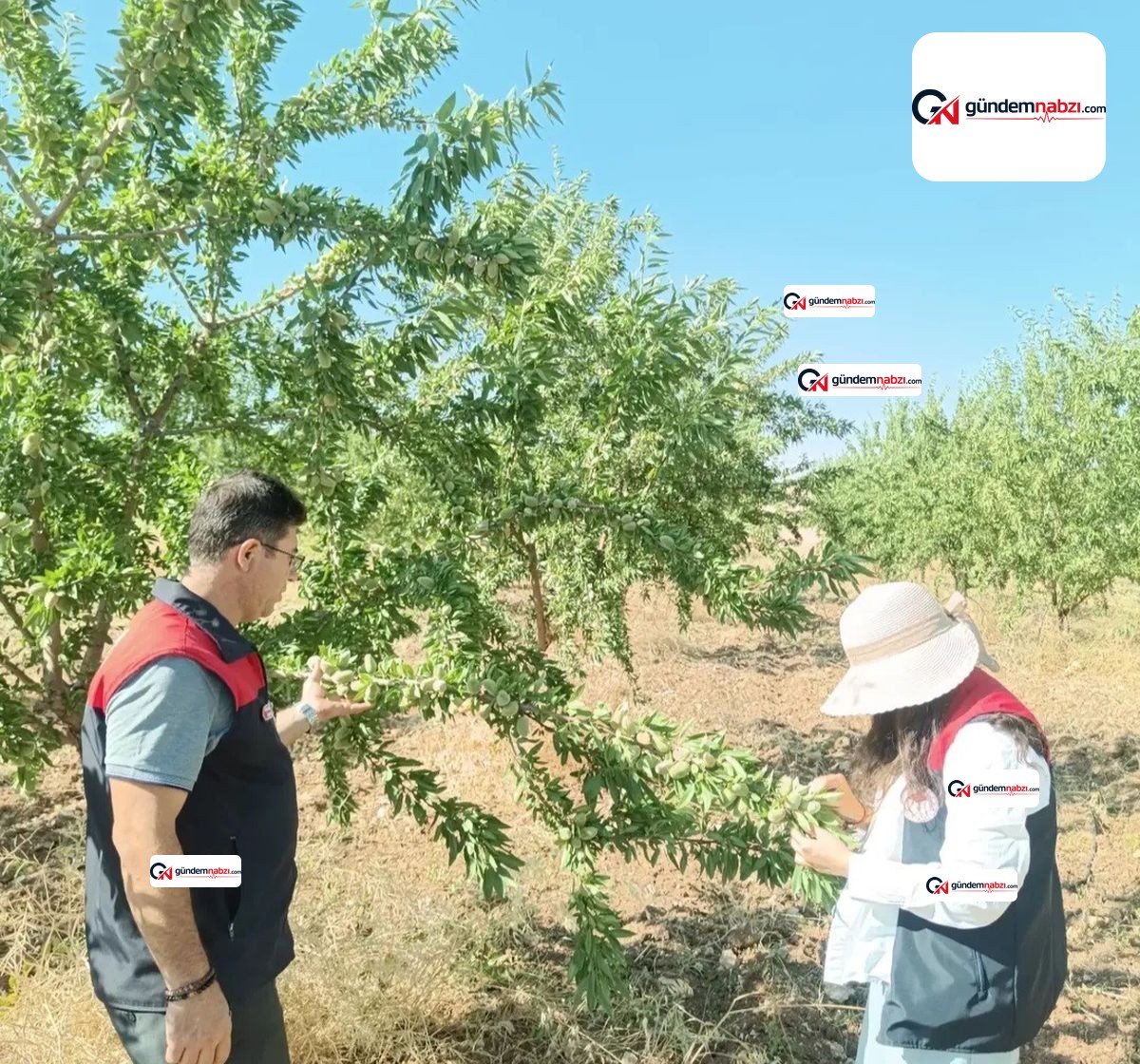 Elazığ'da badem bahçelerinde hastalık kontrolleri yapılıyor