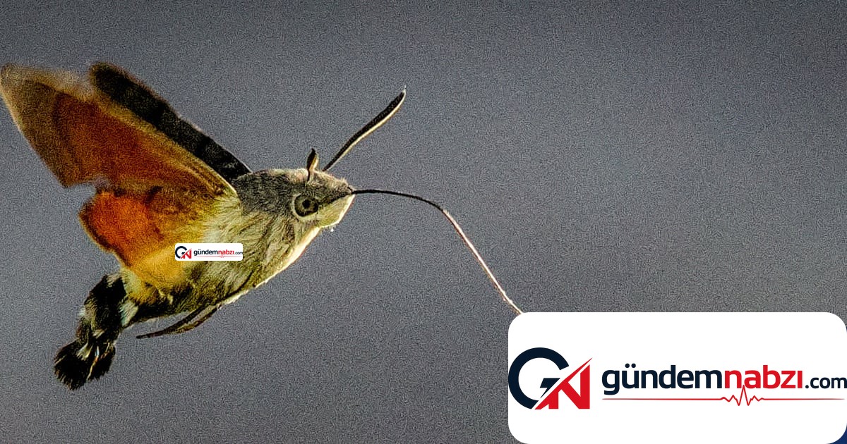 İngiltere'de bahçeleri süsleyen göçmen güveler ilgi görüyor