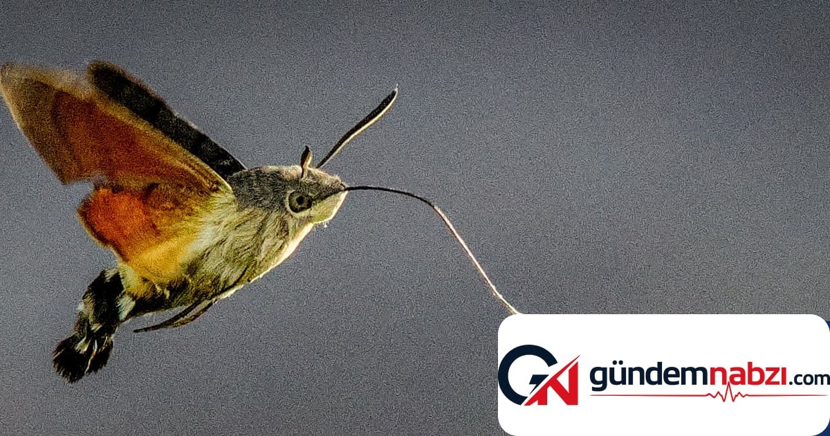 İngiltere'de bahçeleri süsleyen göçmen güveler ilgi görüyor