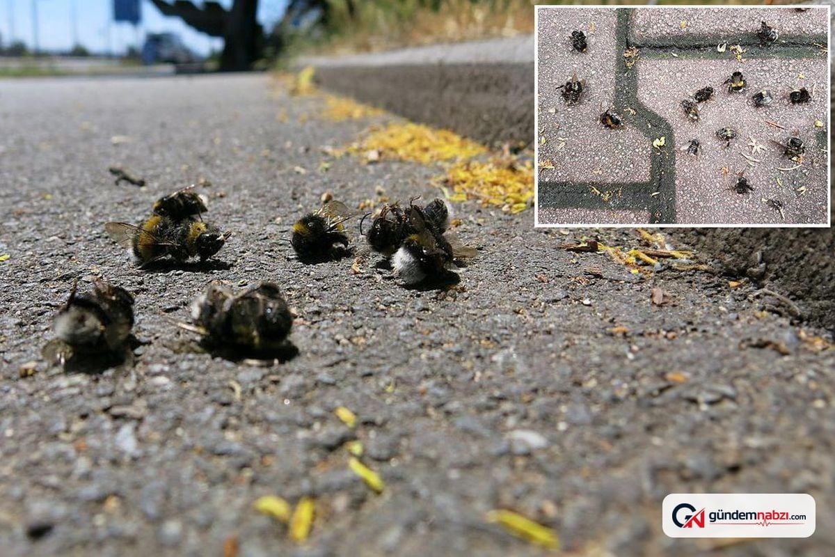 Kaldırımlardaki ölü arıların sırrı çözüldü