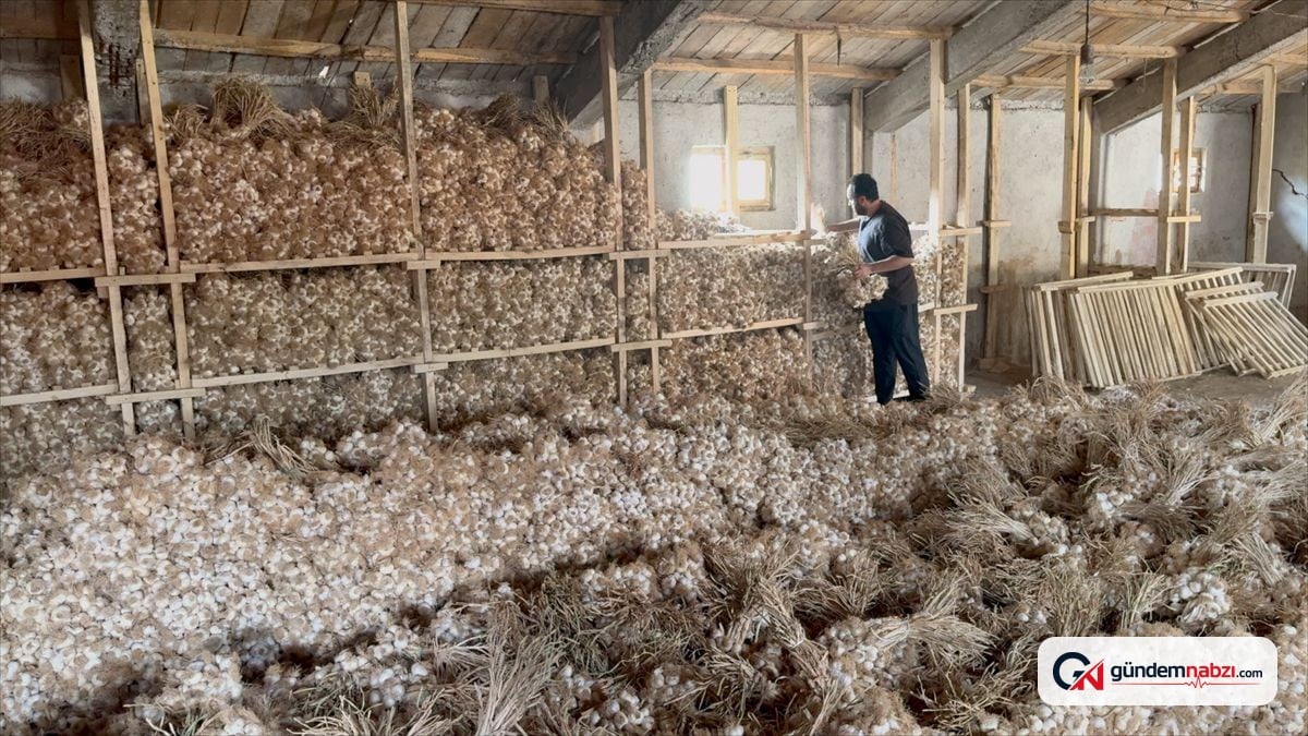 Çorum'un Üyük sarımsağı aroması ve dayanıklılığıyla ilgi görüyor