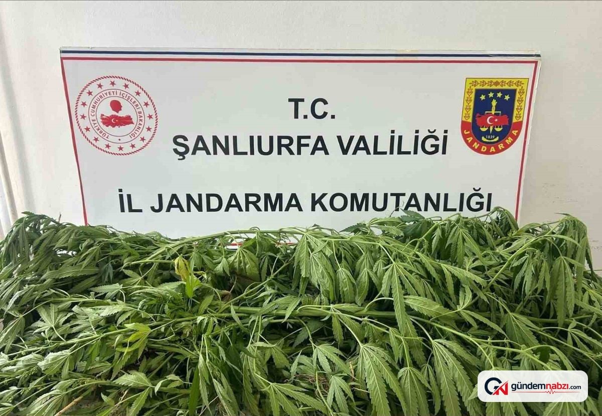 Şanlıurfa'da kenevir operasyonu: 1 gözaltı