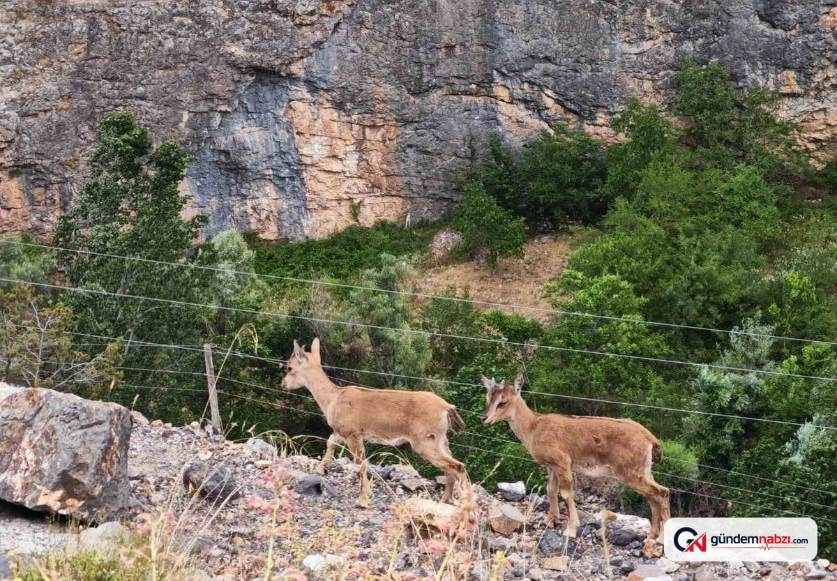 Gümüşhane'de yaban keçisi yavrularının kayalıklardaki oyunları