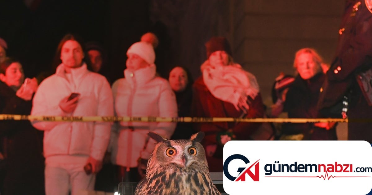 Flaco adlı baykuşun Manhattan'daki yaşamı belgesel oldu
