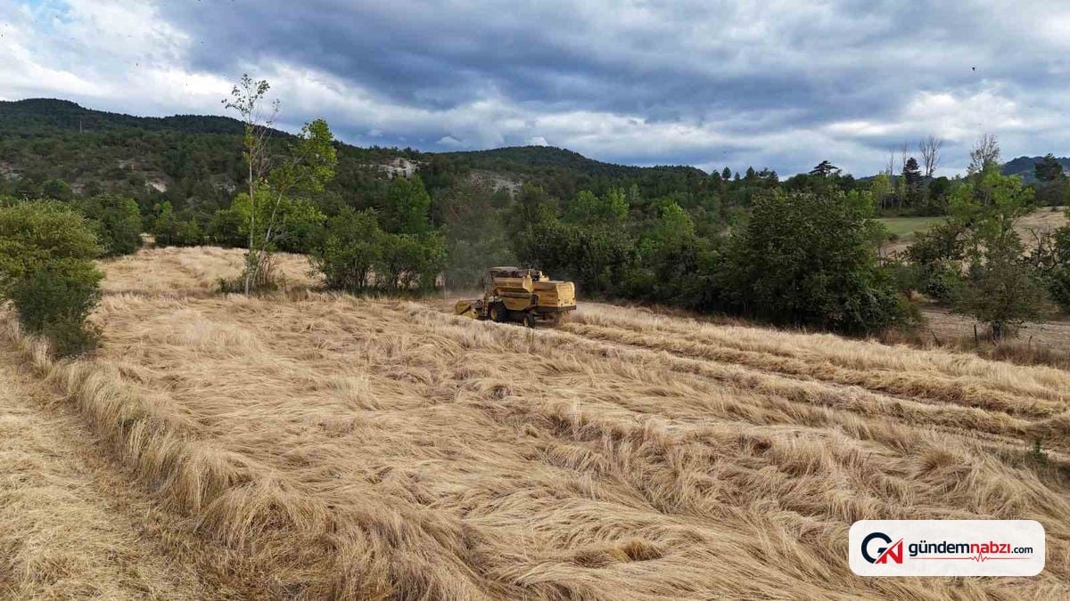 Kastamonu'da 12 bin yıllık siyez buğdayında hasat mesaisi