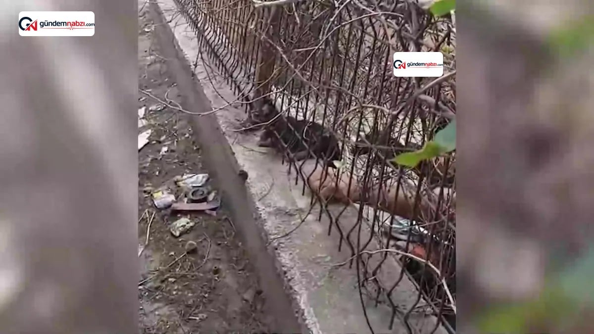 Demir korkuluklara sıkışan yavru kedi itfaiye ekiplerince kurtarıldı