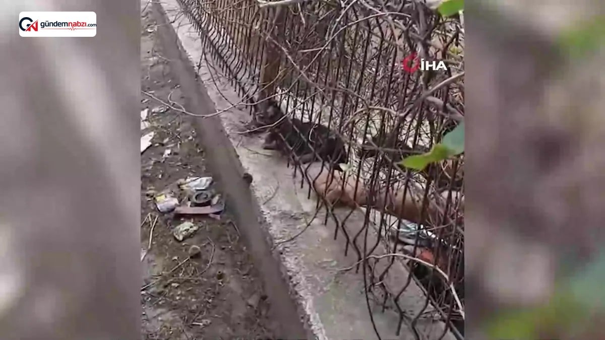 Demir korkuluklara sıkışan yavru kedi itfaiye ekiplerince kurtarıldı